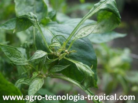 Acaros atacan cogollos de la planta de pimenton